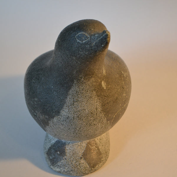 Two-toned Grey Seabird