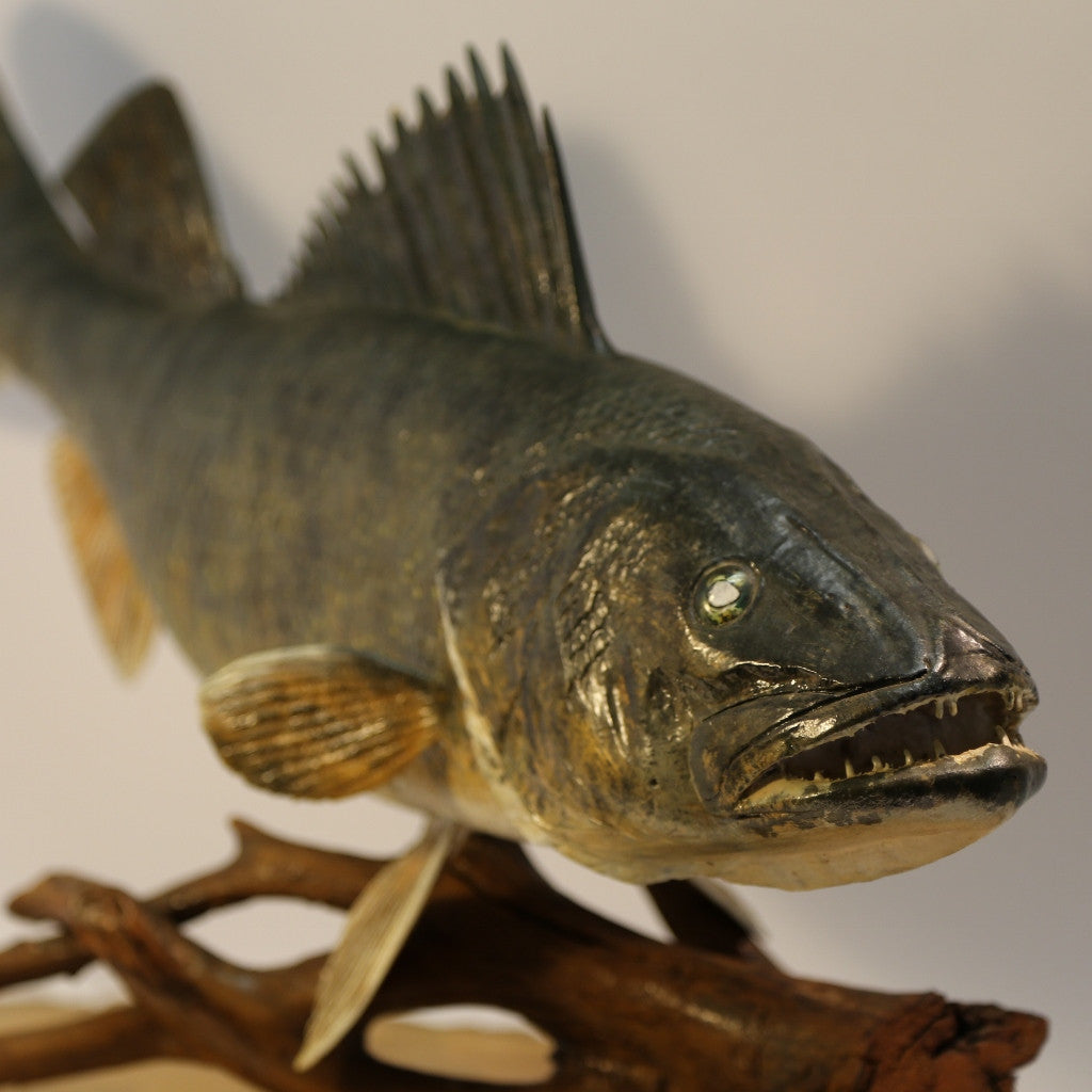 Giant blue walleye wood carving