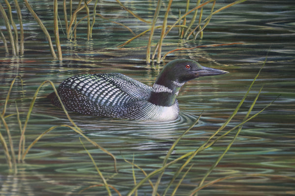 Family of Loons Painting by Stephen Hewer 